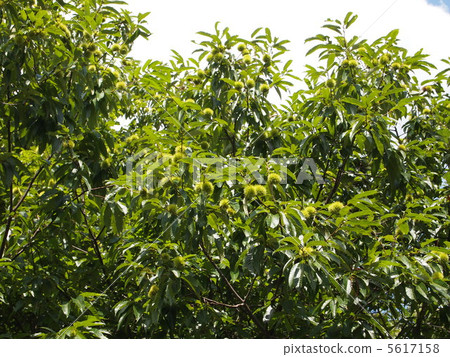 栗子 栗子 5617158