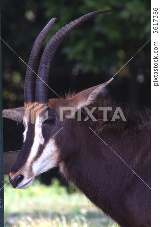 Sable Antelope Sable Antelope 5617386