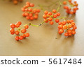 Sankei Ray 5617484