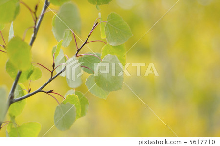 阿斯彭在秋天 5617710