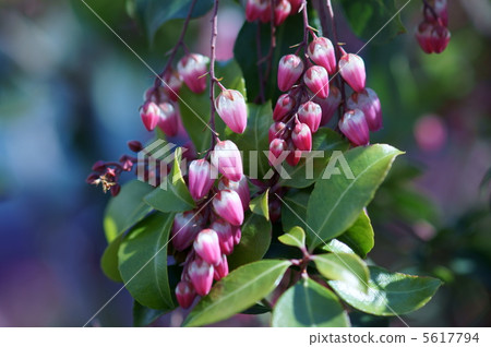 Scarlet candy tree slightly good incense 5617794