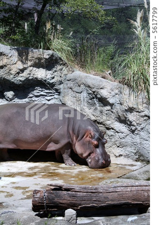 Hippopotamus 5617799