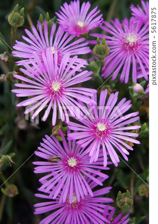 Livingston Daisy 5617875