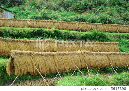 米飯乾了 米飯乾了 5617898