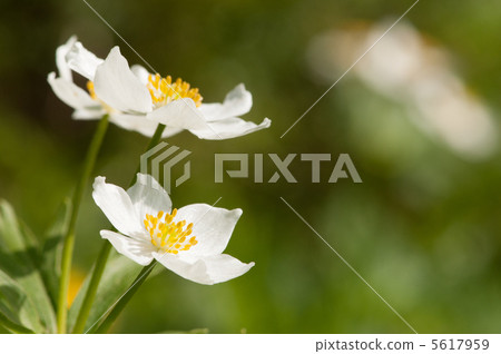 Alpine plant 5617959