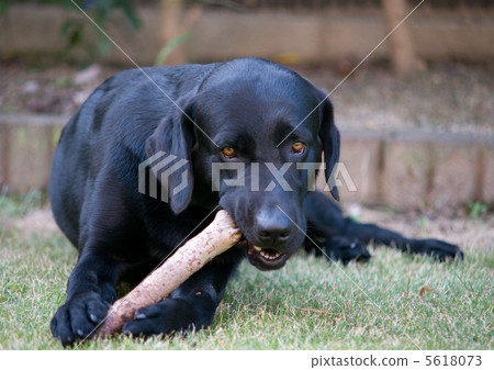 狗用棍子玩 5618073