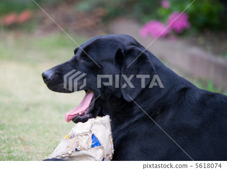 打呵欠的狗 5618074