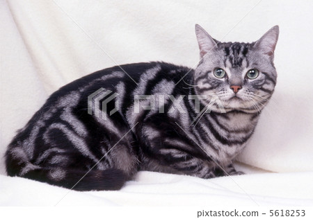 美國短髮 美國短髮 5618253