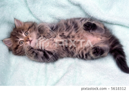 Relaxing kitten 5618312