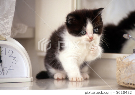 Kitten in the dresser room 5618482