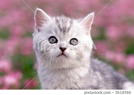 Melican short hair kitten in the astragalus field 5618560