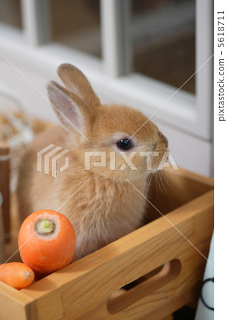 Country miscellaneous goods and rabbits 5618711