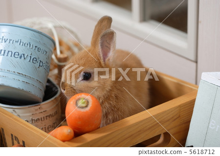 Country miscellaneous goods and rabbits 5618712