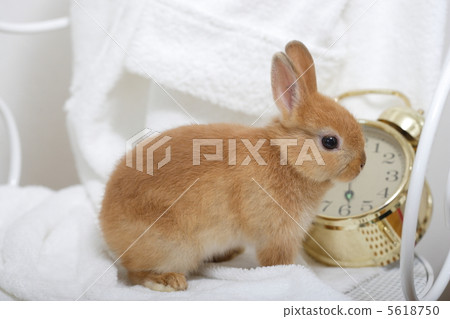 Bathrobes and rabbits 5618750