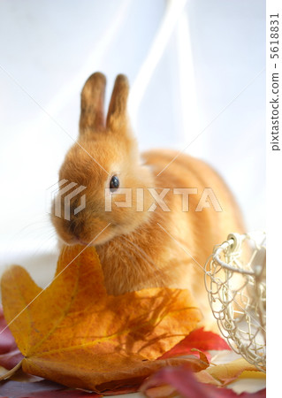 Fallen leaves and rabbits 5618831