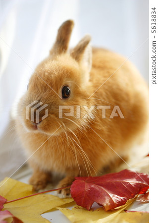 Fallen leaves and rabbits 5618834