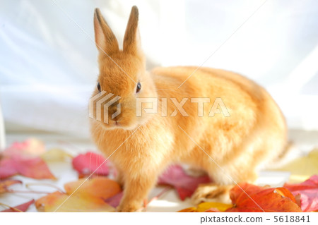 Fallen leaves and rabbits 5618841
