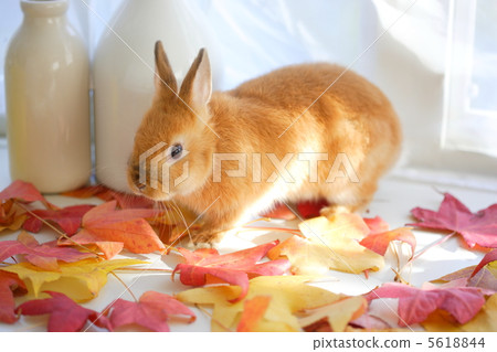 Fallen leaves and rabbits 5618844