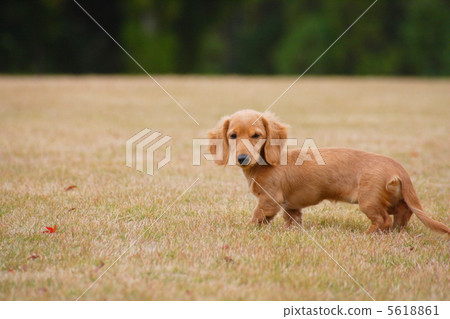 Walking miniature dachshund 5618861