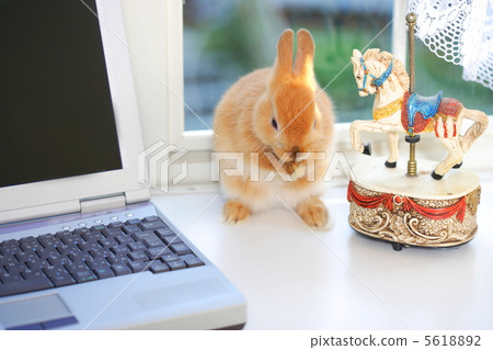 Personal computer and rabbit 5618892