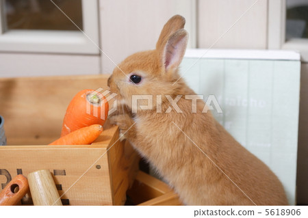 國家雜貨和兔子 5618906