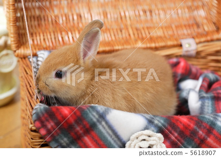 國家雜貨和兔子 國家雜貨和兔子 5618907