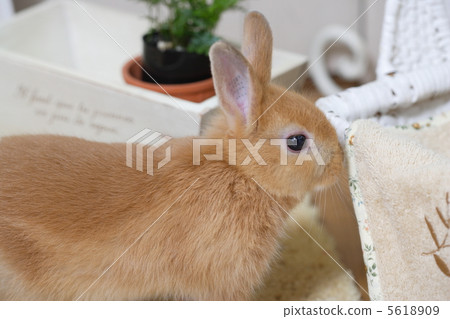 國家雜貨和兔子 5618909