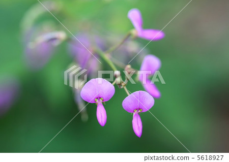 Nusubitohagi's flower 5618927