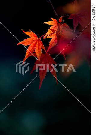 Leaf of maple Leaf of maple 5618984