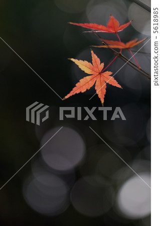 Leaf of maple Leaf of maple 5618985