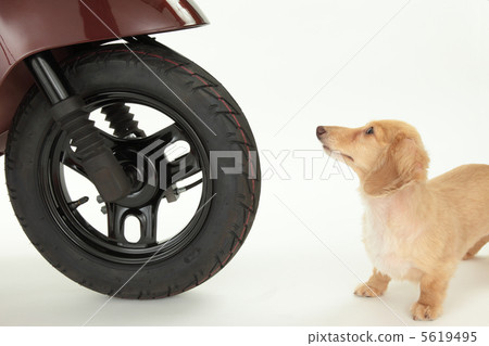 Bike and dog 5619495