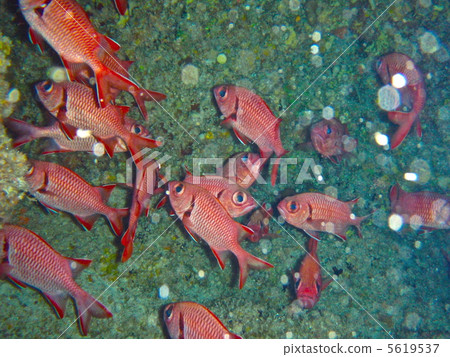 一群金眼鯛魚（Kerama islands / Okinawa Prefecture） 5619537