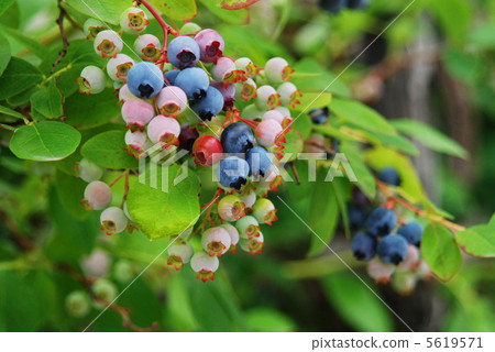 藍莓 5619571