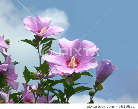 盛開的行李箱 盛開的行李箱 5619651