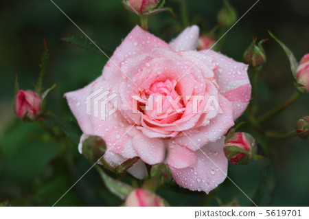 玫瑰新娘粉紅色滴 5619701