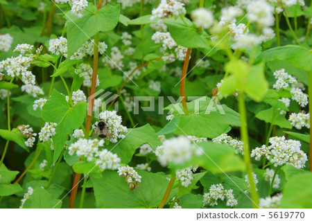Buckwheat flowers and bee 5619770