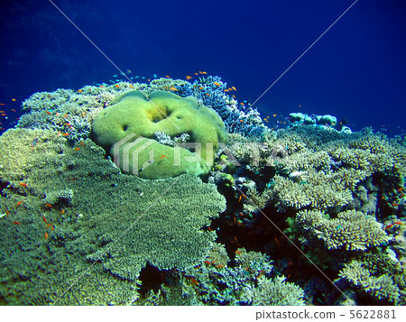 Underwater landscape 5622881