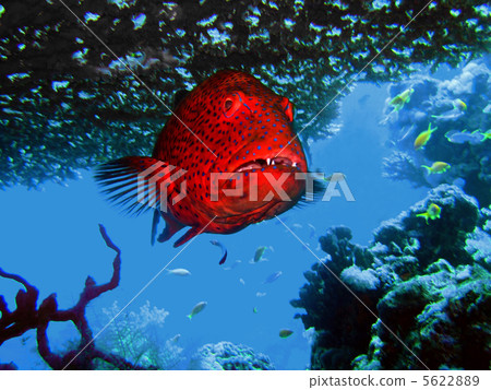 grouper under a coral grouper under a coral 5622889
