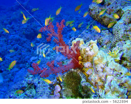Underwater landscape Underwater landscape 5622894