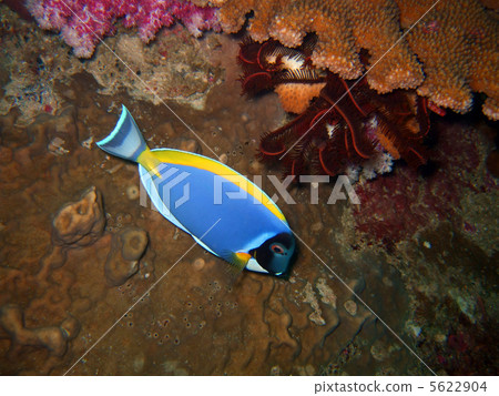 Blue tropical fish 5622904