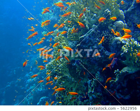 Underwater landscape 5622956