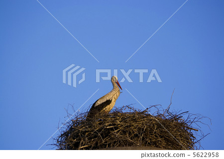 Stork Stork 5622958