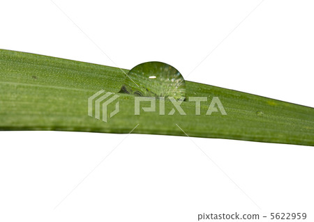 dew on grass dew on grass 5622959