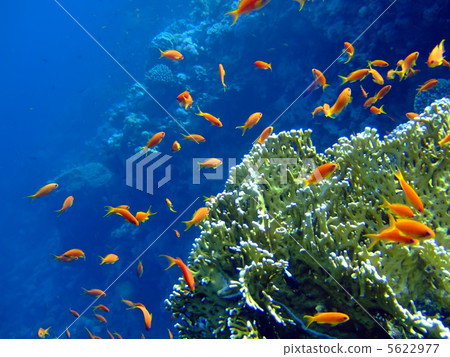 Underwater landscape Underwater landscape 5622977