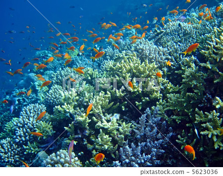 Underwater landscape 5623036