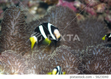 Clownfish and anemone 5623040