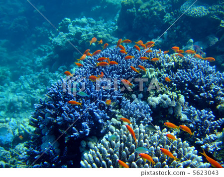 Underwater landscape 5623043