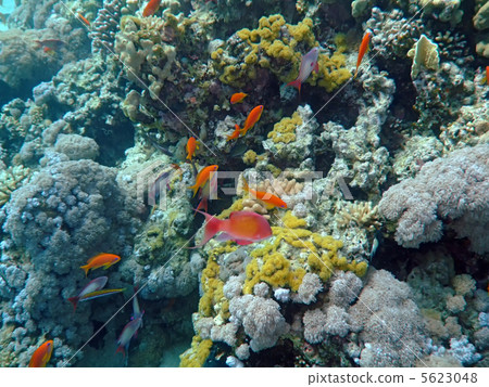 Underwater landscape 5623048