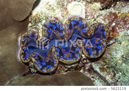 Giant Clam 5623119