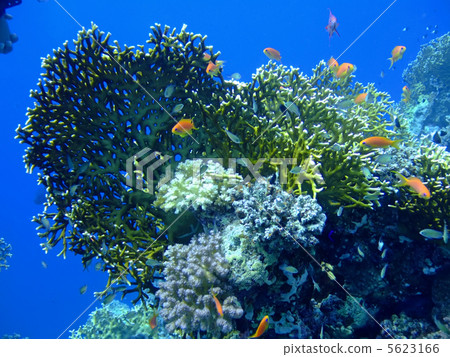Underwater landscape 5623166